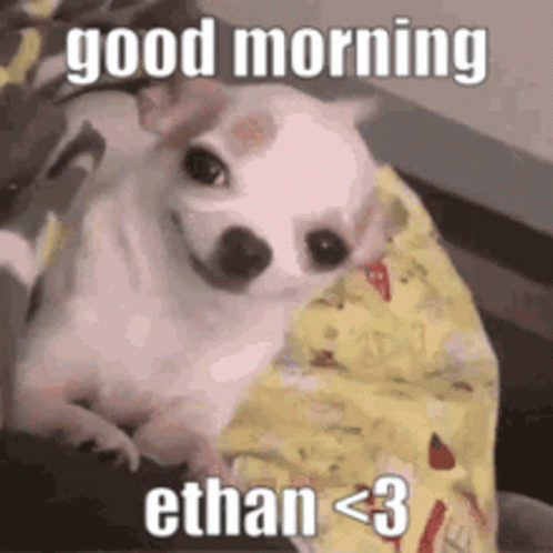 a small dog on a couch with the text good morning e than