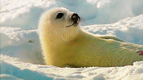 the baby seal is sitting inside of the ice