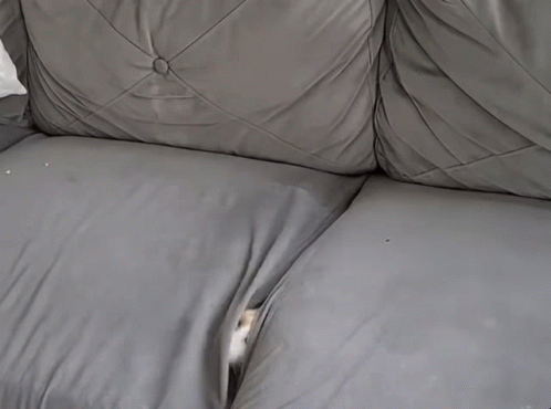 a cat is on the couch cushion of a couch