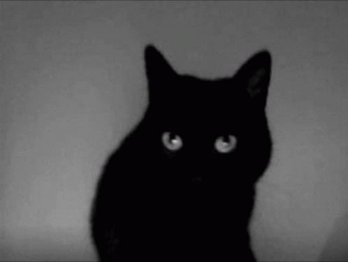 a black cat looking at the camera with light on