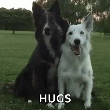 an image of two dogs that are next to each other