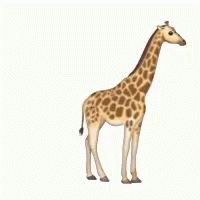 a giraffe is looking very tall with it's head slightly turned