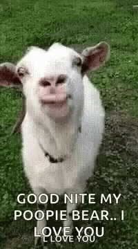 a smiling goat standing in the middle of the grass