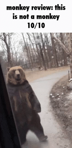 a bear is shown walking down a snowy road