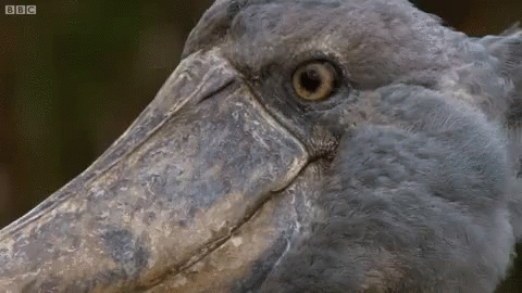 a closeup of an ugly bird's face with blue eyes