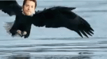 a black bird with outstretched wings over a body of water