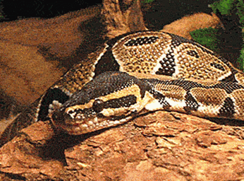 a large snake that is laying on a rock
