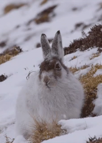 a rabbit sitting in the snow with its eyes open