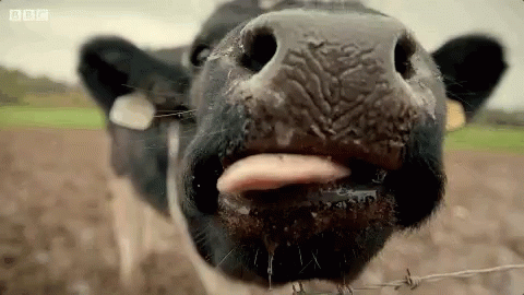 the nose of a cow that is sticking its tongue out