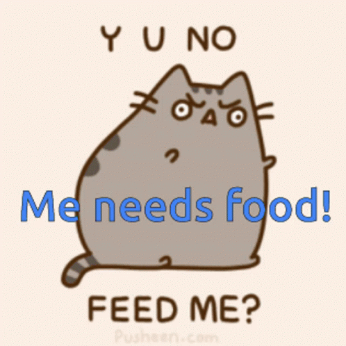 a picture of a gray cat with text saying you no men needs food