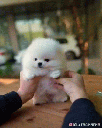 a person holding a little white dog on a table