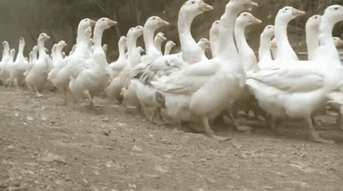a flock of geese walking along the side of a road