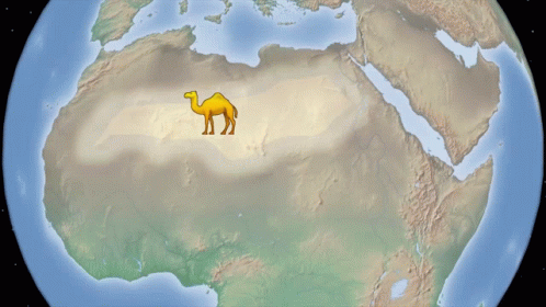 a camel that is standing on a map