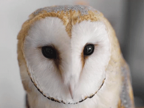 a owl with blue feathers is staring into the camera