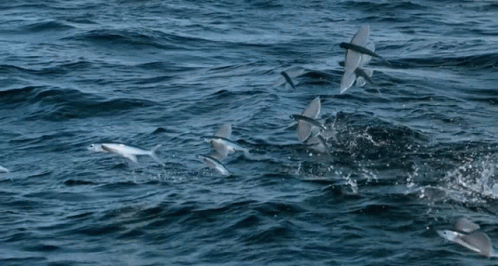 a flock of birds flying over a choppy ocean