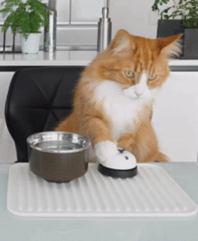 a cat sitting at a table with a bowl and plate