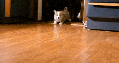 small dog walking through opening door on the floor