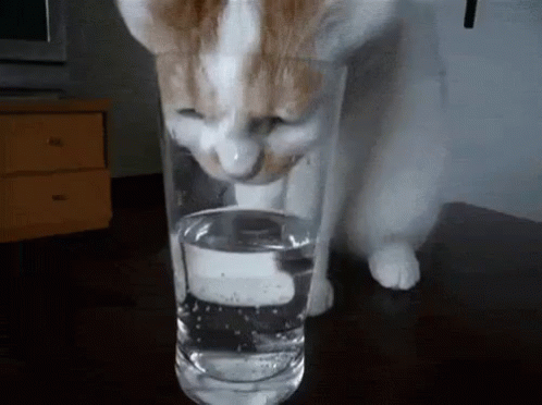 a cat has it's head in a tall glass vase