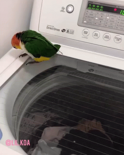 a bird is standing on top of a washer