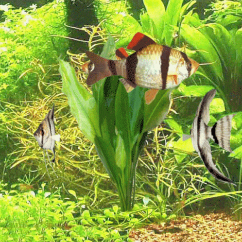 a fish tank with an aquarium next to it