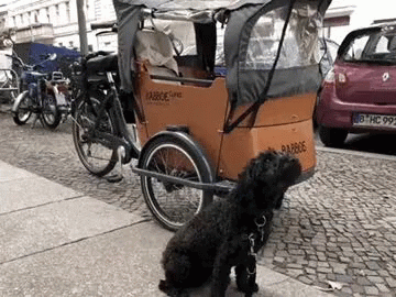 the dog is sitting next to the bicycle parked on the street