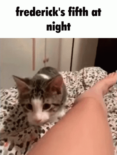a kitten on the bed with someone's feet in the foreground