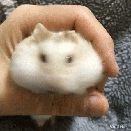 a small hamster being held in a glove
