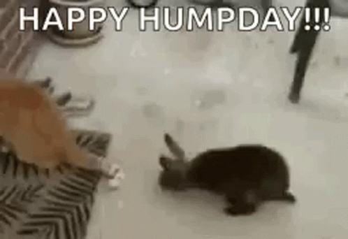 a cat is playing in the snow next to a wall with writing happy humpdday