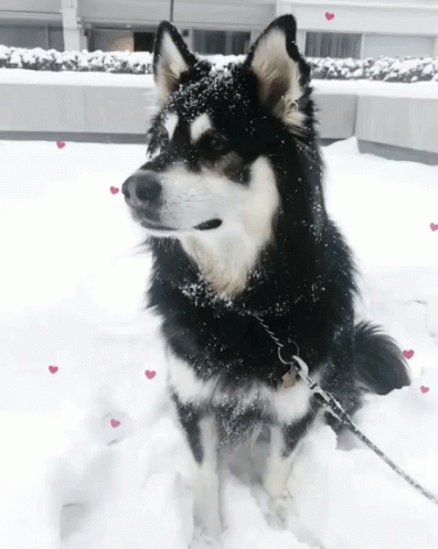 dog is sitting in the snow on a leash