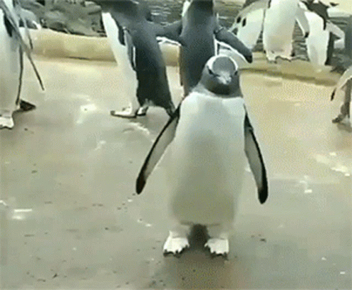 several penguins standing around in a group, one in black and white