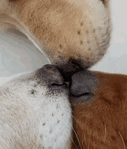 two dogs are kissing while sitting next to each other