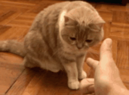 an image of a cat looking at someones paw