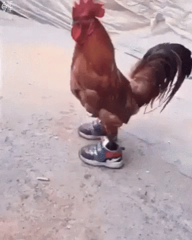 a chicken standing on top of some shoes