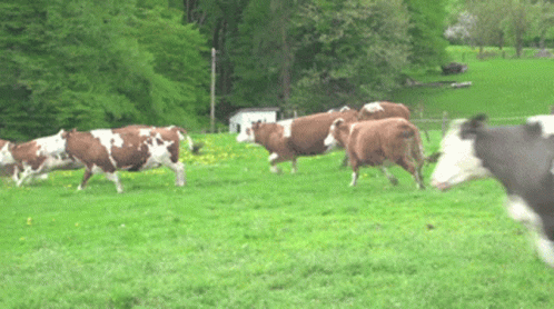 a cow looking away from other cows in the pasture