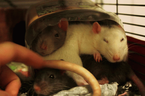 two ratties sitting in an open cage on top of blankets