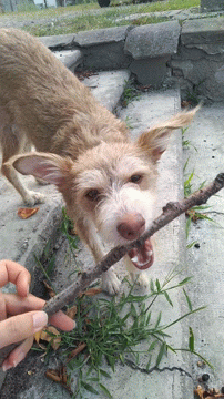 there is an animal being fed a stick by a persons hand