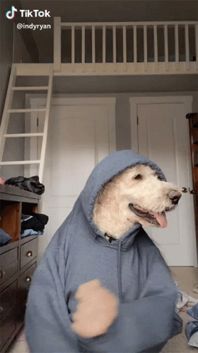 dog in clothes standing inside of room next to furniture