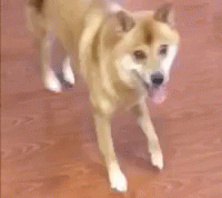 a blurry po of a husky dog walking on blue pavement