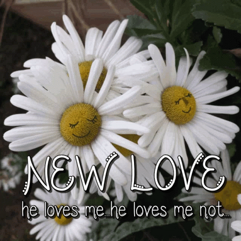 this is a close up of two flowers with the text new love