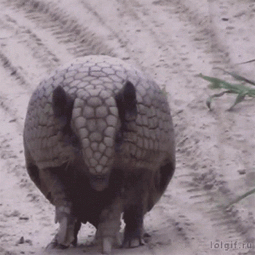 an animal that is walking in the sand