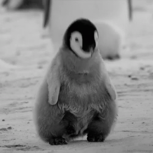 a penguin is standing and gazing forlornly