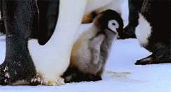 the baby penguin is being fed from the water