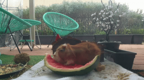 a cat sitting in a watermelon cat bed