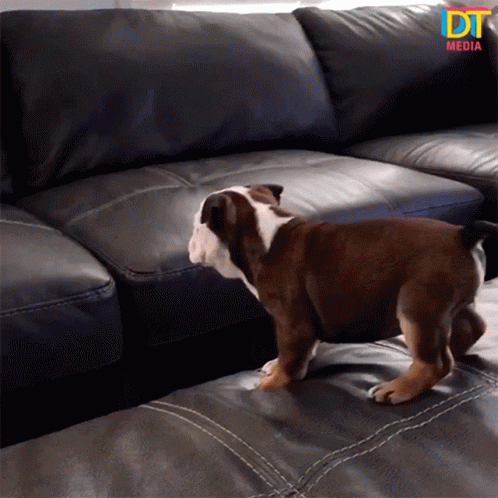 a close up of a dog on a couch
