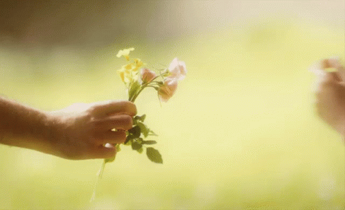 a close up of someone holding a flower with two hands