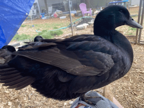 a large black duck sitting on the top of a mans arm