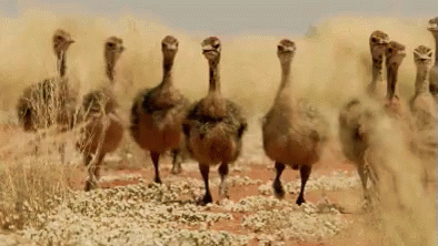 the ostriches are standing on the ground in a flock