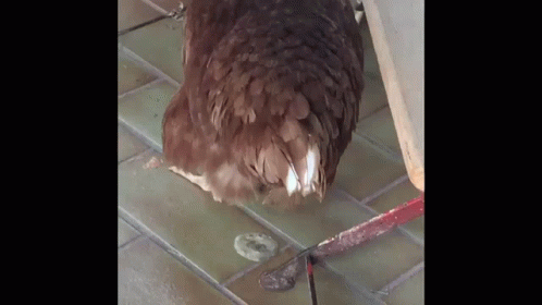 a pigeon on a tile floor with a person nearby