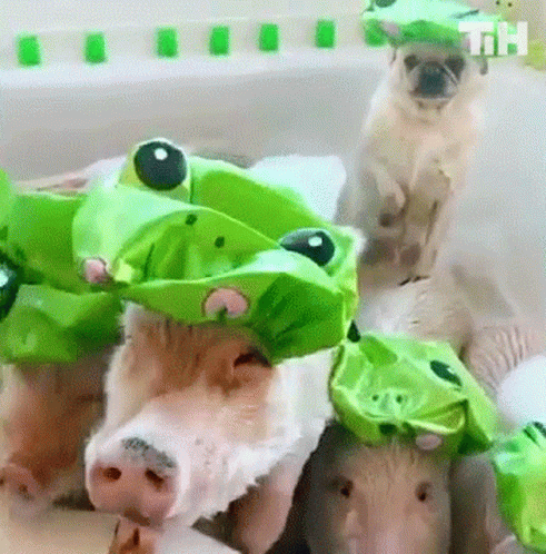 these stuffed animals have green hats on their heads