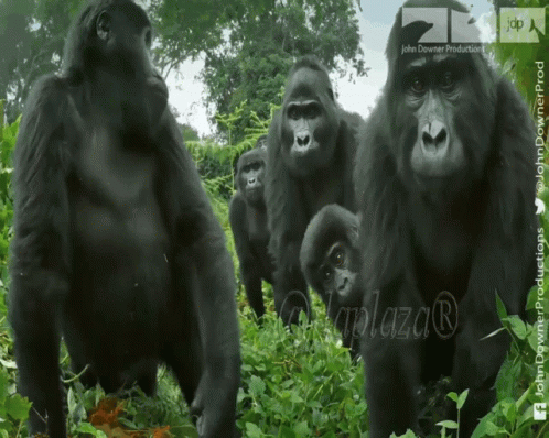 an artistic picture of gorillas eating some plants
